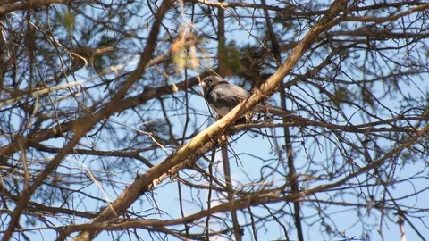 Dark-eyed Junco Stock Footage 105753620