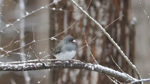 Dark-eyed Junco Vidéo 169173161