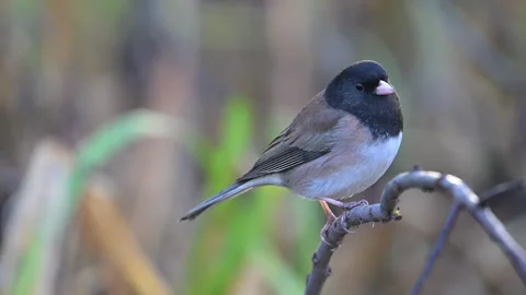 Dark-eyed junco grasping branch, bird, 4k Stock Footage 263282272