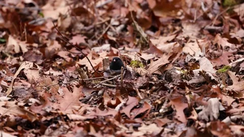 Dark-eyed junco on the ground searching for food Stock Footage 221427944