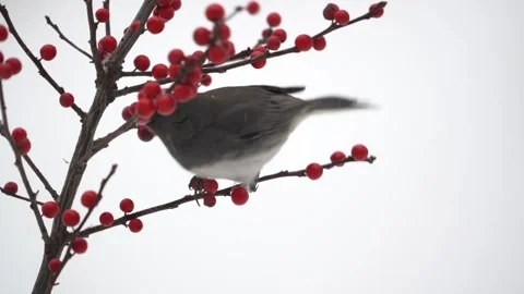 A Dark Eyed Junco (Junco hyemalis) feeding on winterberries. Stock Footage 327763487