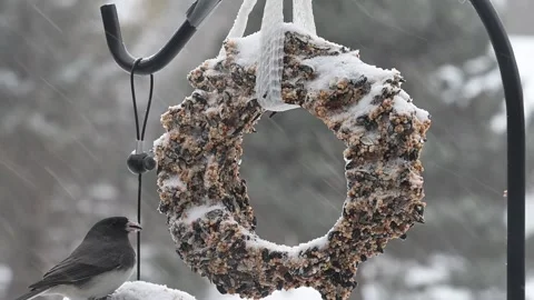 A Dark-eyed Junco, Junco hyemalis feeding on a suet ring in a winter storm. Stock-Footage 336759217