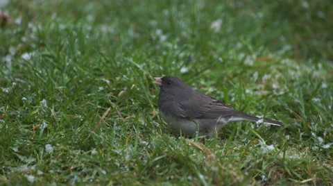 Dark-Eyed Junco pecking at grass as snow falls Stock Footage 62624784