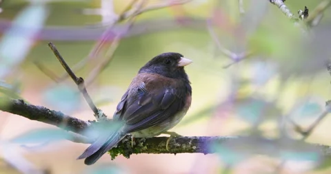 Dark-eyed Junco Perched Alert on Branch Wild Rose Bush Soft Bokeh Alaska 库存影片 246947035