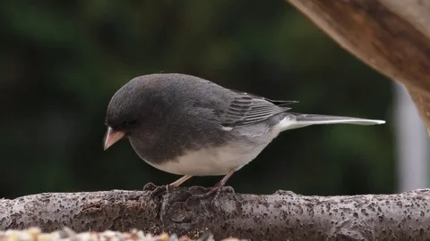Dark-eyed Junco perched on branch enjoying a meal Stock Footage 75390455