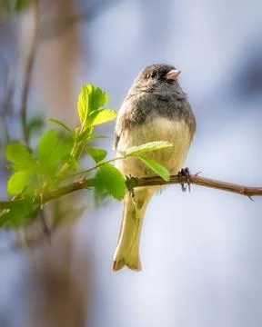 Dark-eyed Junco perched on a leafy branch 스톡 사진