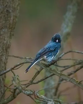 Dark-eyed Junco perched on a tree branch 스톡 사진