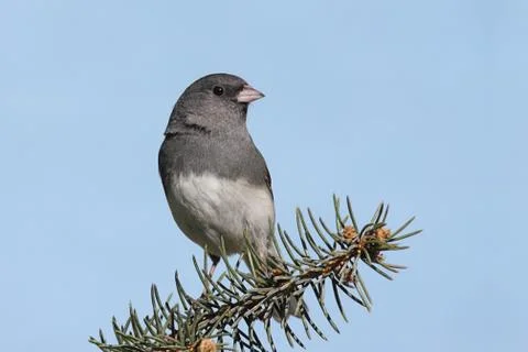 Dark-eyed junco Stock Photos