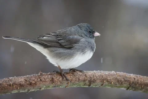 Dark Eyed Junco Stock Photos