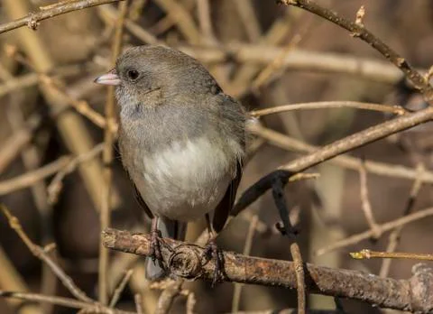 Dark Eyed Junco Stock Photos