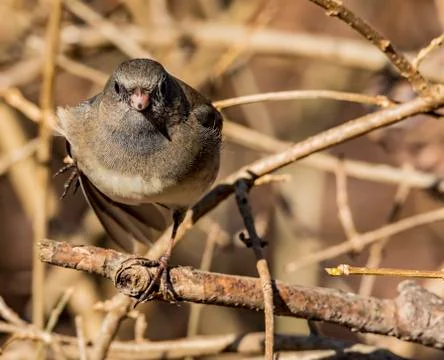 Dark Eyed Junco Stock Photos