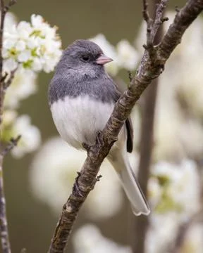 Dark-eyed Junco Stock Photos