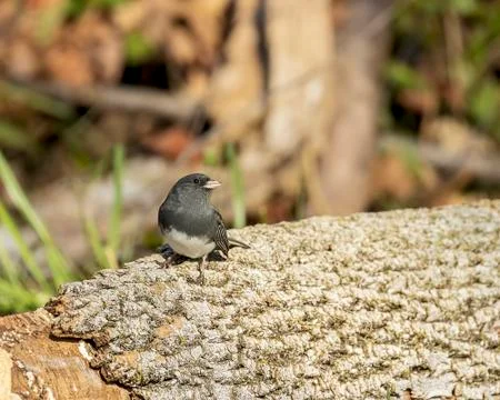 Dark-eyed Junco Stock Photos