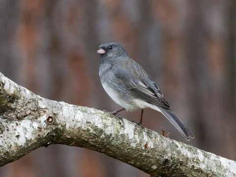 Dark-eyed Junco Foto stock