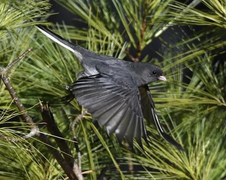 Dark-eyed Junco Stock Photos