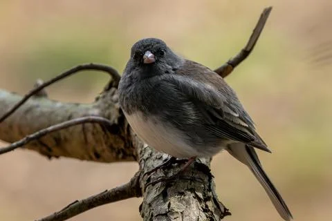 Dark-Eyed Junco Stock Photos