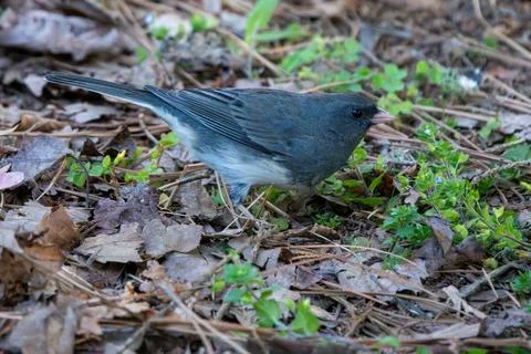 Dark-eyed Junco 库存照片