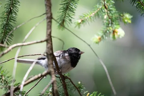Dark-eyed junco sitting on a branch staring out Stock Photos
