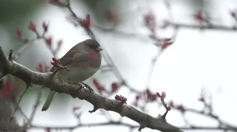 Dark Eyed Junco sitting on tree branch as snow falls then flying away Stock Footage 62626925