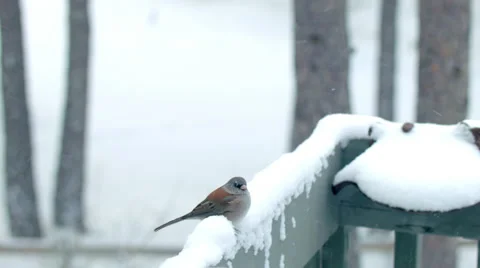 Dark-eyed Junco in the Snow Stock Footage 59080683