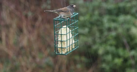Dark-eyed Junco under rain Stock Footage 123016067