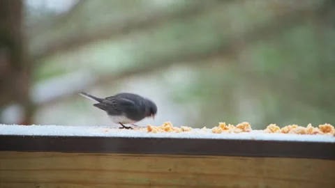 Dark-eyed junco wild bird perched on balcony in winter snow eating 스톡 동영상 330281023