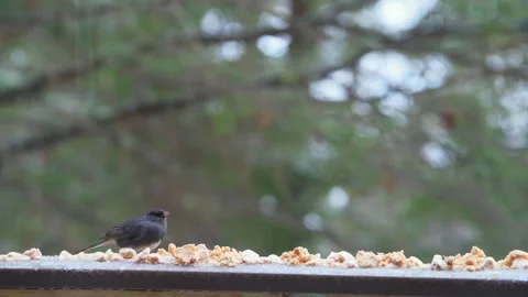 Dark-eyed junco wild bird perched on balcony in winter snow eating Stock Footage 330281810