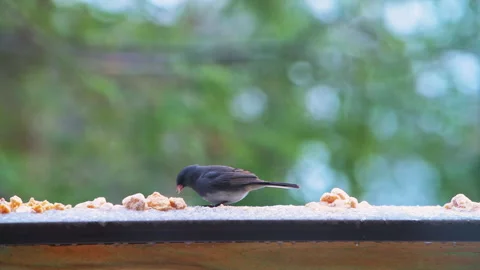 Dark-eyed junco wild bird perched on balcony in winter snow eating Видео 330286159