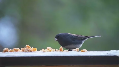 Dark-eyed junco wild bird on balcony in winter snow eating slow motion Stock Footage 330293531