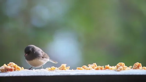 Dark-eyed junco wild bird on balcony in winter snow eating slow motion 스톡 동영상 330293975