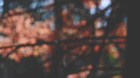 Dark fall day panning shot over the orange leaves. Vídeo Stock 153692709