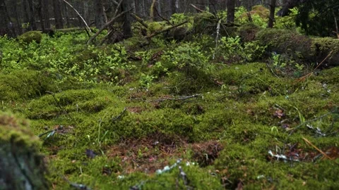 Dark fallen forest after the rain Stock Footage 159483954