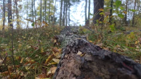 Dark Fallen Tree Log Lying Across A Shadowy Forest Floor Stock Footage 348527113