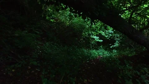 Dark fallen tree slow close up Stock Footage 312956156