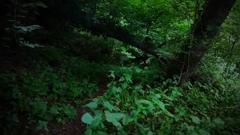Dark fallen tree zoom out fast Stock Footage 312956221