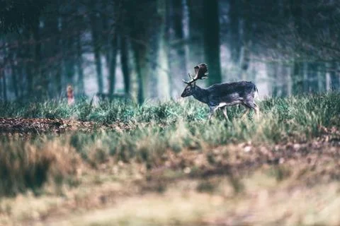 Dark fallow deer walking through meadow in forest. Stock Photos