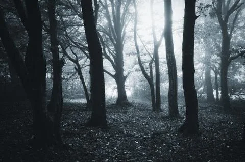 Dark fantasy forest background 스톡 사진