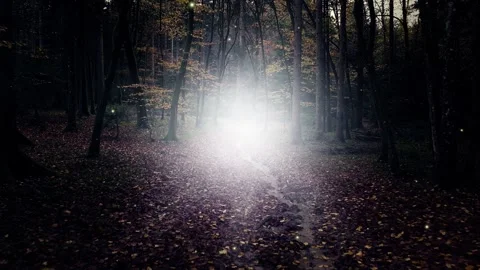 Dark fantasy forest with path and fireflies Stock Footage 344147354