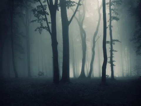 Dark fantasy forest Stock Photos
