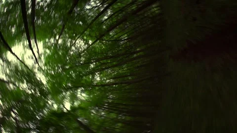 Dark fast spinning drone fpv view through a woodland forest Видео 240661156