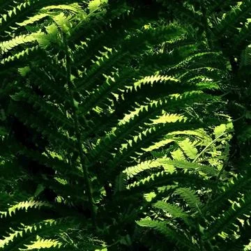 Dark fern branches, seamless pattern Stock Photos