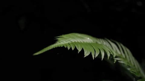Dark Fern Leaf On Above Forest Floor Stock Footage 233282595