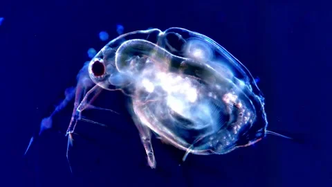 Dark Field Microscopy of Water Flea Showing Transparent Body, 200x Stock Footage 317836593