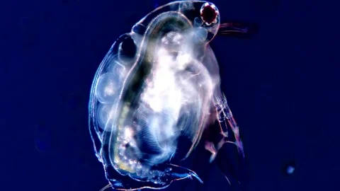 Dark Field Observation of Daphnia, microscope view 400x 動画素材 317835520