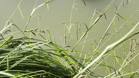 Dark fish cruising behind tall grass panning Stock Footage 336816486