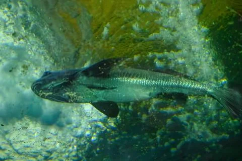 Dark fish glides through murky underwater scene 库存照片