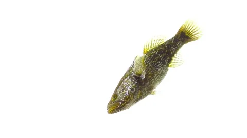 Dark fish on an isolated white background Stock Footage 83744809