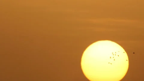 Dark flock at background sun Stock Footage 125028668