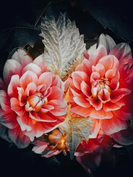 Dark floral fine art composition with DAHLIA PINNATA flowers and silver leaves Fotos Stock