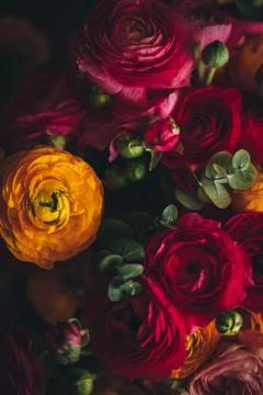 Dark flower background, soft focus on colourful buds of flowers in yellow and Stock Photos